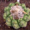 Discocactus_pugionacanthus_2